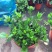 栀子花盆栽花卉植物室内花阳台带花苞绿植盆栽好养活四季开花