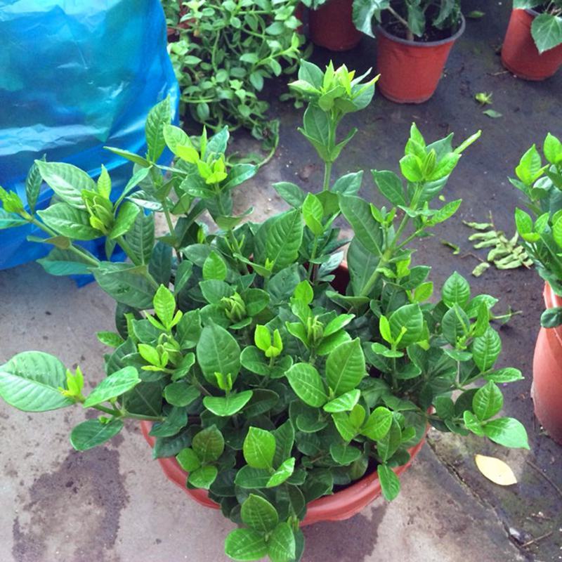 栀子花盆栽花卉植物室内花阳台带花苞绿植盆栽好养活四季开花