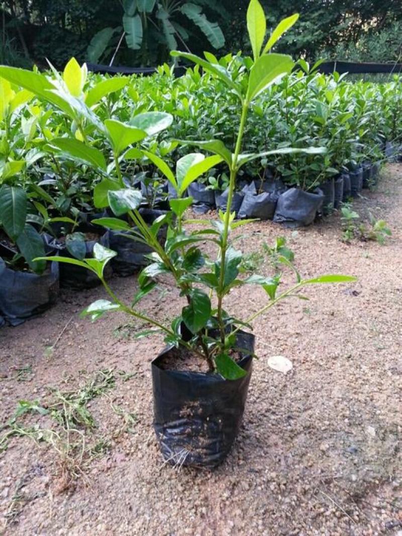 栀子花盆栽花卉植物室内花阳台带花苞绿植盆栽好养活四季开花