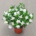 栀子花盆栽花卉植物室内花阳台带花苞绿植盆栽好养活四季开花