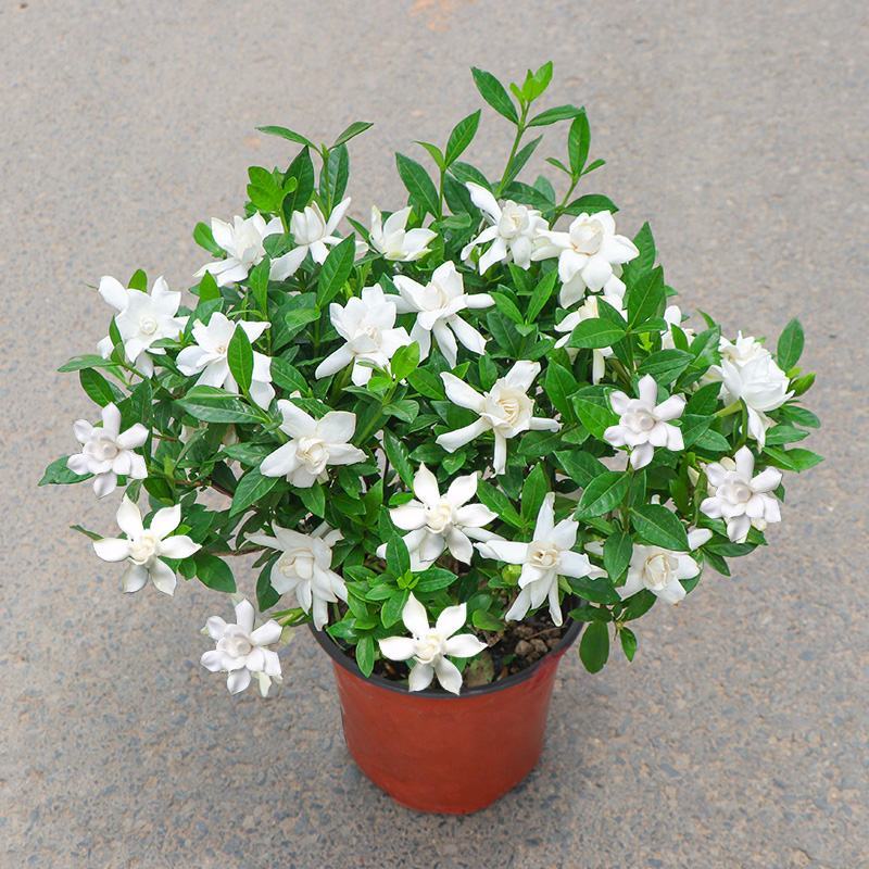 栀子花盆栽花卉植物室内花阳台带花苞绿植盆栽好养活四季开花