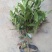 栀子花盆栽花卉植物室内花阳台带花苞绿植盆栽好养活四季开花