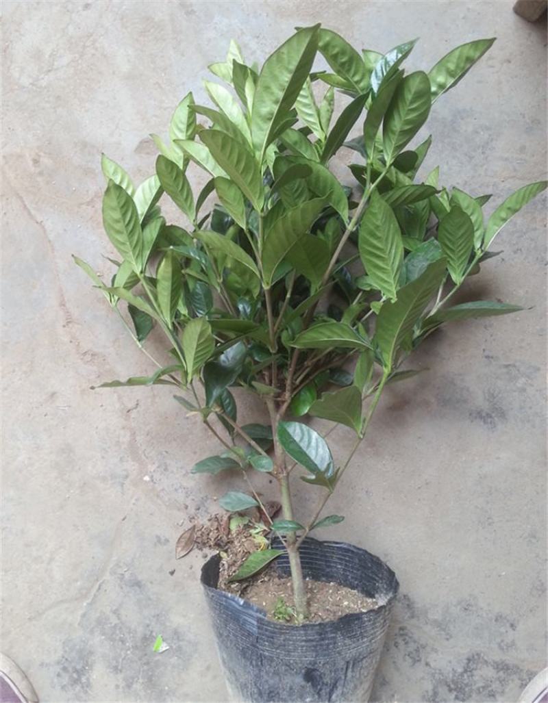 栀子花盆栽花卉植物室内花阳台带花苞绿植盆栽好养活四季开花