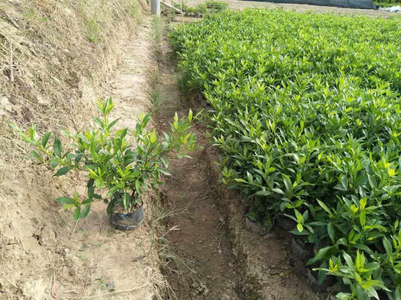 栀子花盆栽花卉植物室内花阳台带花苞绿植盆栽好养活四季开花