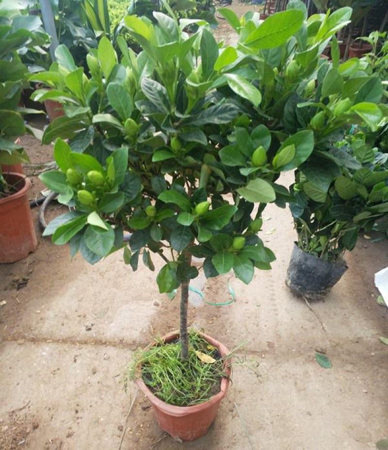 栀子花盆栽花卉植物室内花阳台带花苞绿植盆栽好养活四季开花