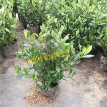栀子花盆栽花卉植物室内花阳台带花苞绿植盆栽好养活四季开花