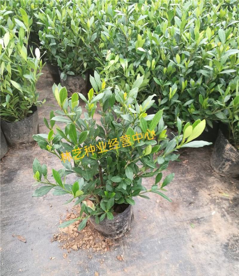 栀子花盆栽花卉植物室内花阳台带花苞绿植盆栽好养活四季开花