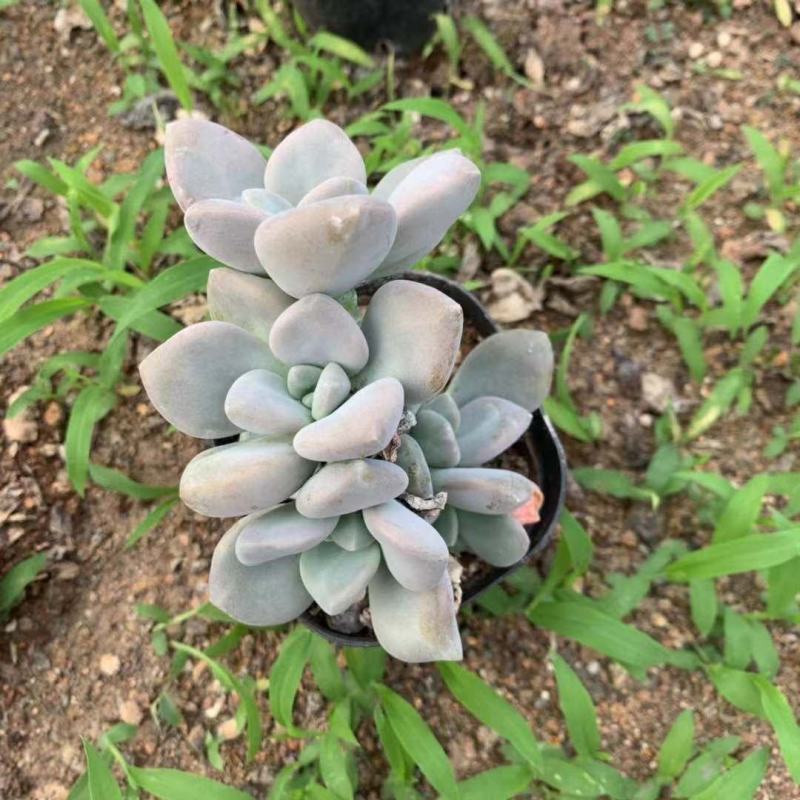 多肉植物多肉小老桩冬美人小老桩办公室阳台多肉植物