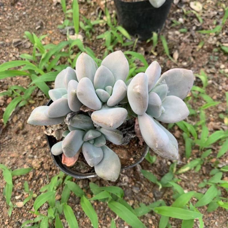 多肉植物多肉小老桩冬美人小老桩办公室阳台多肉植物
