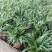 .金边吊兰盆栽植物花卉室内去甲醛绿植好养垂吊阳台办公室易