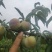 苍溪半边红茵红李基地直发电商货源大量出售