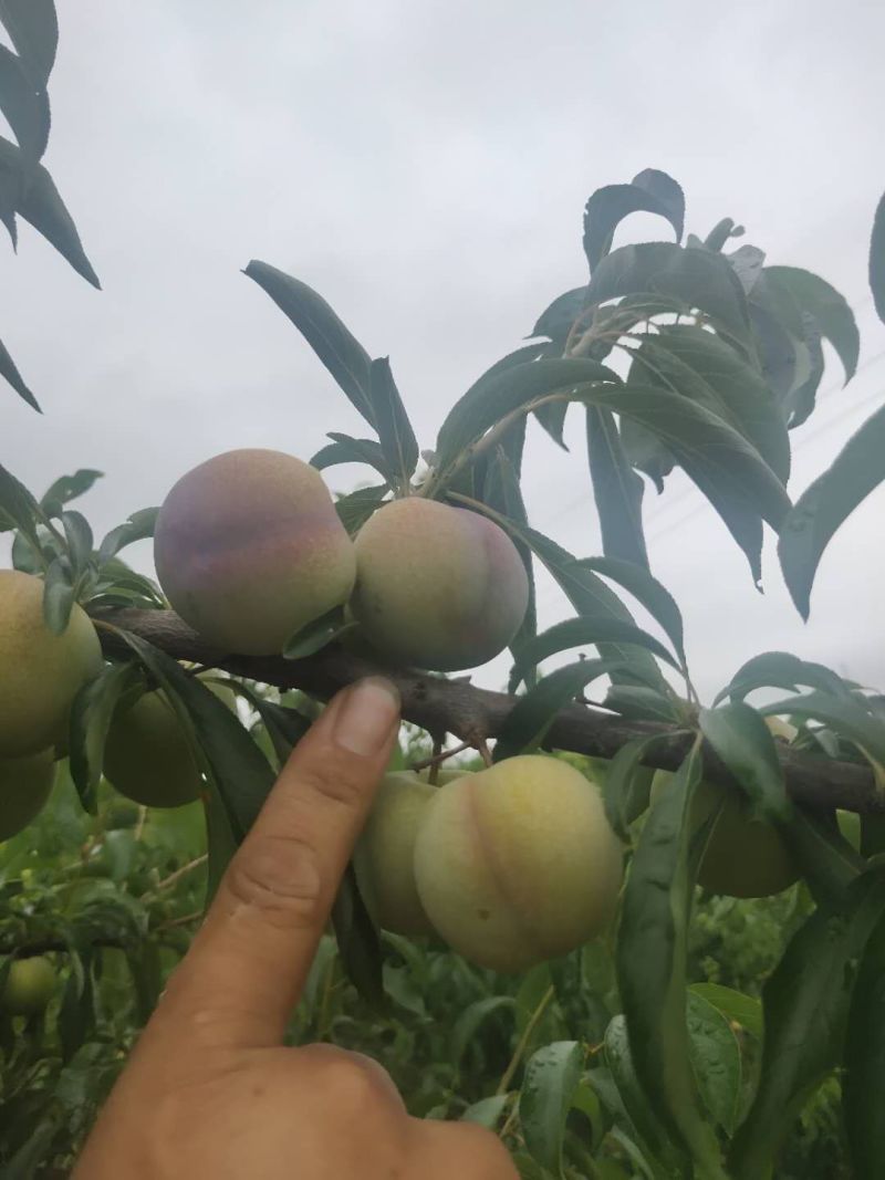 苍溪半边红茵红李基地直发电商货源大量出售