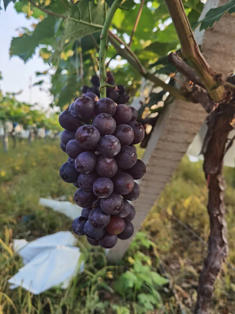 葡萄