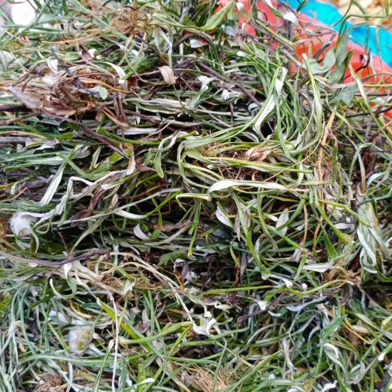 2021新货天青地白草，小火草，水洗干货，大量批发