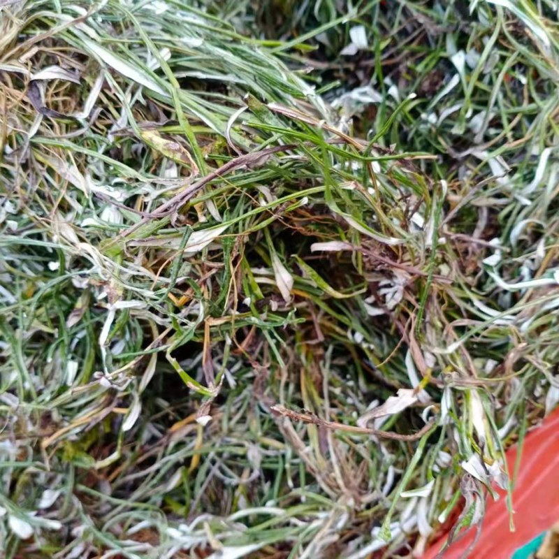 2021新货天青地白草，小火草，水洗干货，大量批发