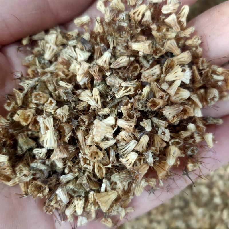 轮峰菊种子紫盆花山萝卜花卉耐寒四季观花春秋播花松虫草种子
