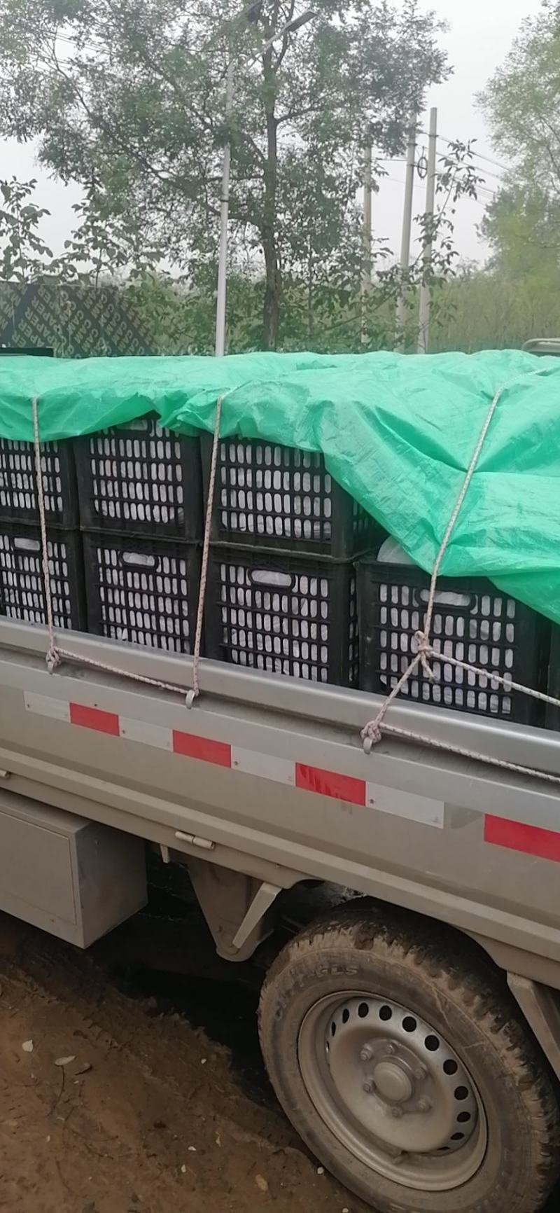 水果西红柿，西红柿届佼佼者，（订单种植）欢迎各种渠道对接
