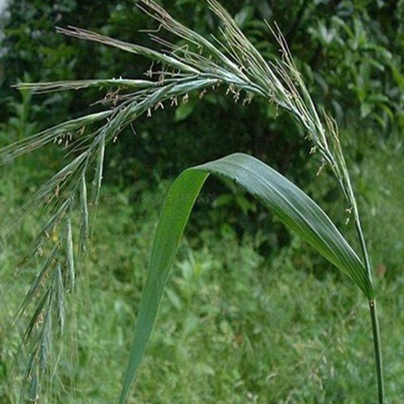 披碱草种子护坡固土草籽矿区耐盐碱草坪种子件碱毛草矿区覆绿