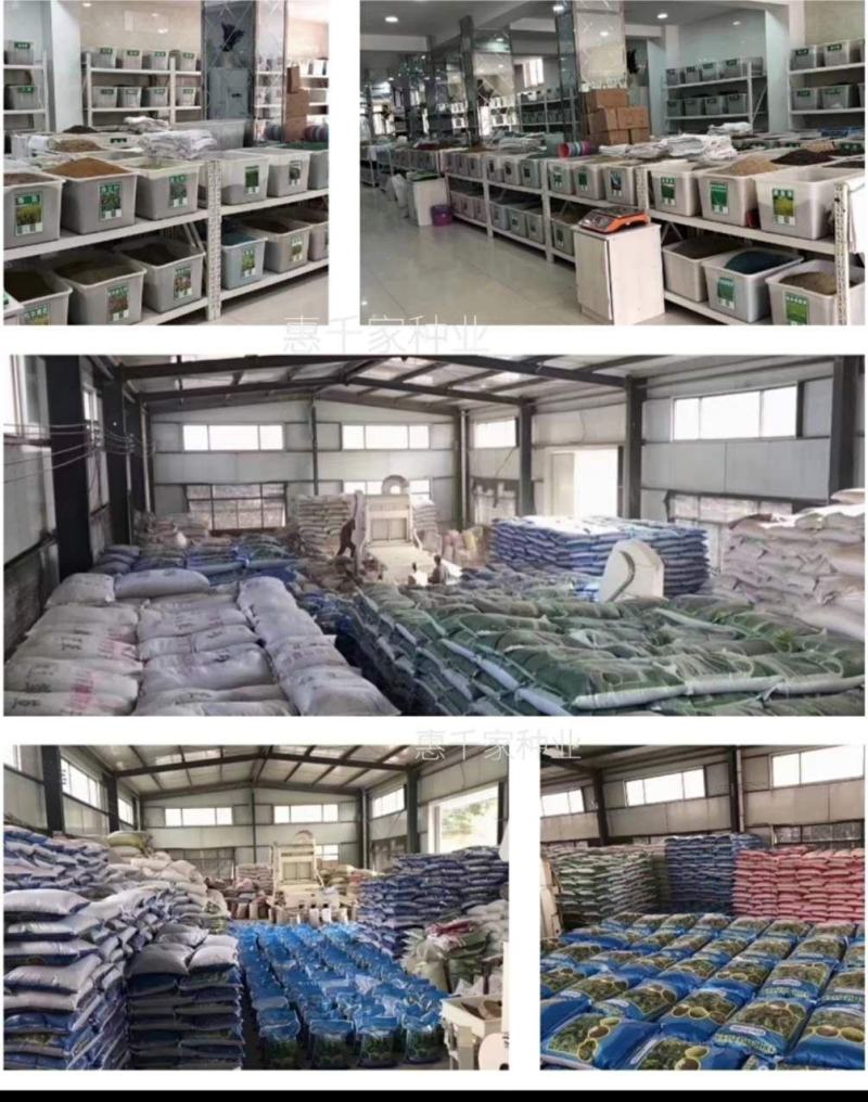 披碱草种子护坡固土草籽矿区耐盐碱草坪种子件碱毛草矿区覆绿