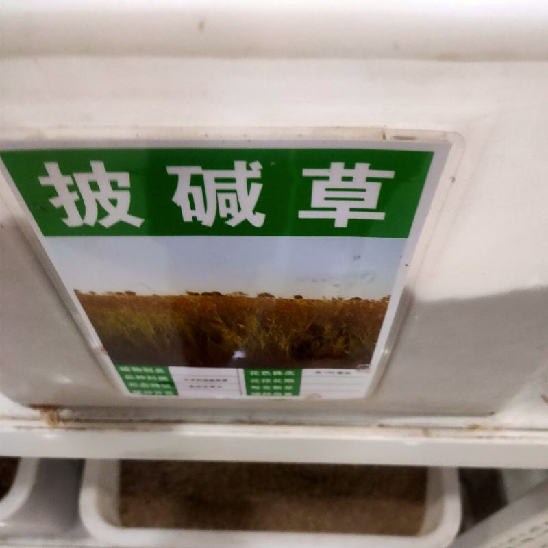 披碱草种子护坡固土草籽矿区耐盐碱草坪种子件碱毛草矿区覆绿