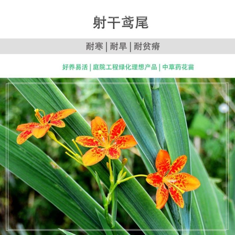 新产射干种子优质射干籽射干花种籽四季播种易种中药材种子