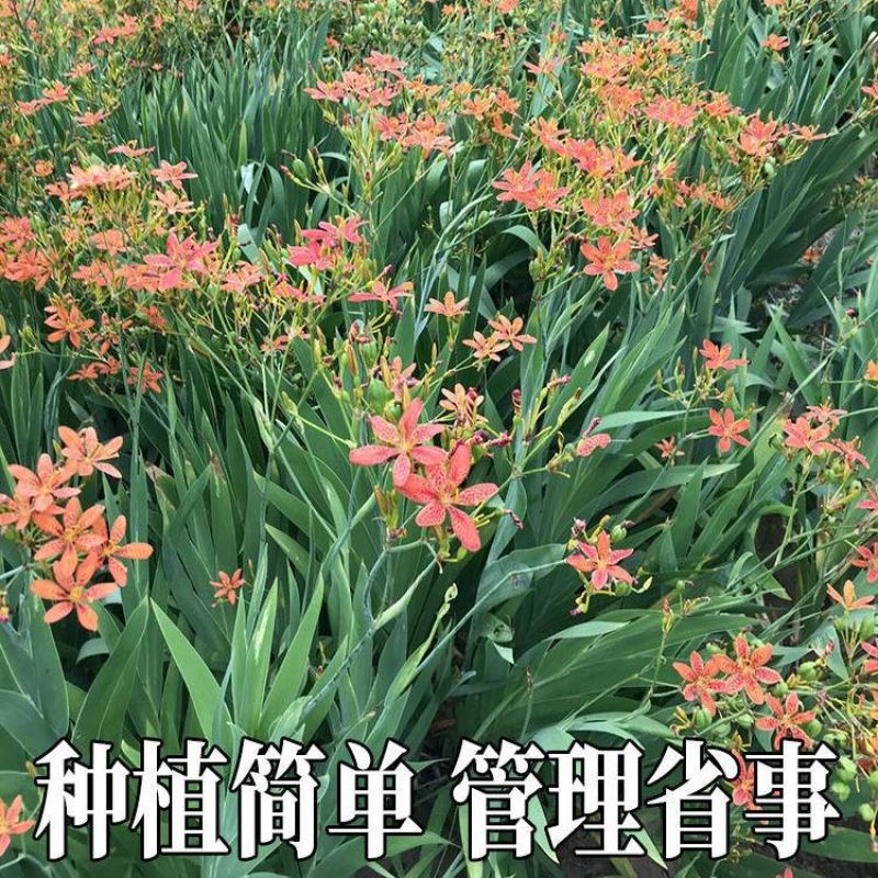 新产射干种子优质射干籽射干花种籽四季播种易种中药材种子