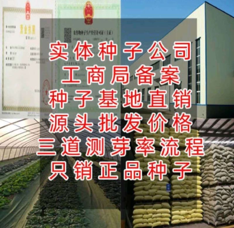 新产射干种子优质射干籽射干花种籽四季播种易种中药材种子