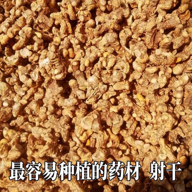 新产射干种子优质射干籽射干花种籽四季播种易种中药材种子