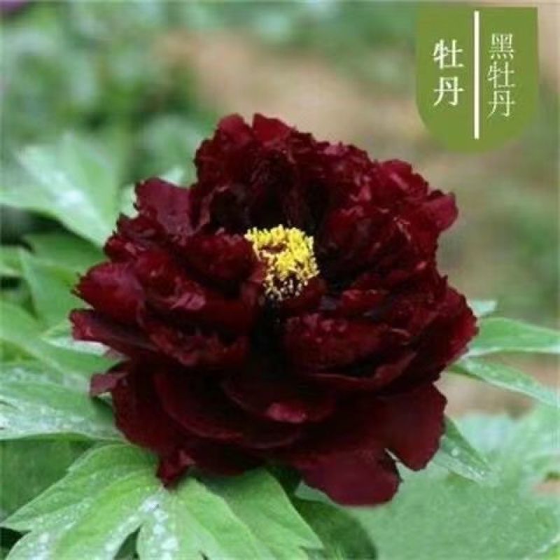 牡丹种子大花重瓣洛阳红牡丹花苗种籽四季播庭院阳台盆栽花卉