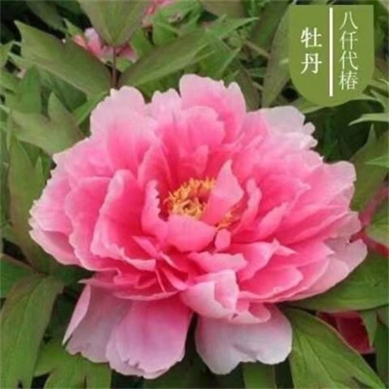 牡丹种子大花重瓣洛阳红牡丹花苗种籽四季播庭院阳台盆栽花卉