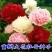牡丹种子大花重瓣洛阳红牡丹花苗种籽四季播庭院阳台盆栽花卉