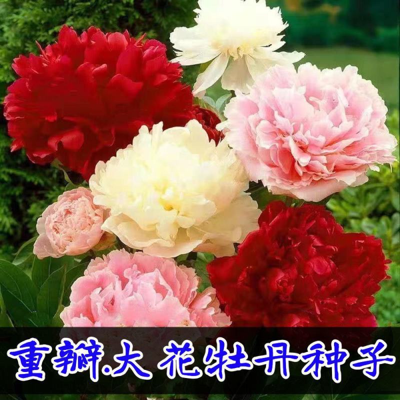 牡丹种子大花重瓣洛阳红牡丹花苗种籽四季播庭院阳台盆栽花卉