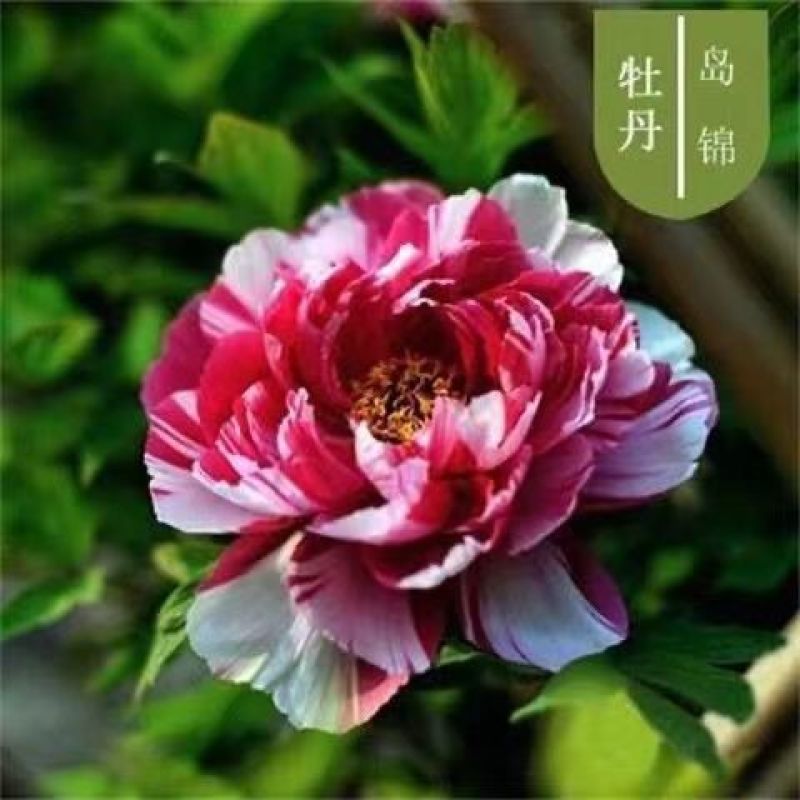 牡丹种子大花重瓣洛阳红牡丹花苗种籽四季播庭院阳台盆栽花卉