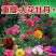 牡丹种子大花重瓣洛阳红牡丹花苗种籽四季播庭院阳台盆栽花卉