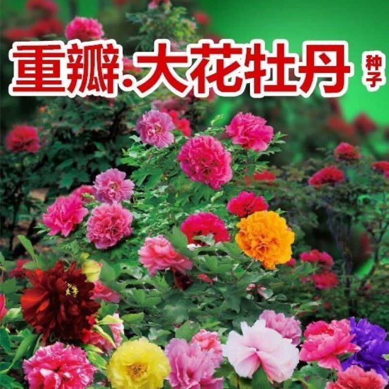 牡丹种子大花重瓣洛阳红牡丹花苗种籽四季播庭院阳台盆栽花卉