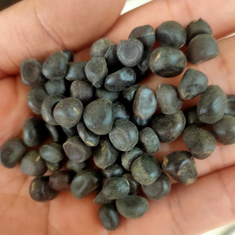 牡丹种子大花重瓣洛阳红牡丹花苗种籽四季播庭院阳台盆栽花卉