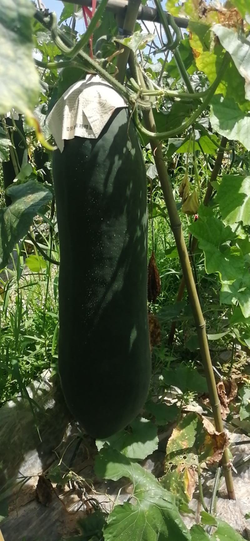黑皮地冬瓜
