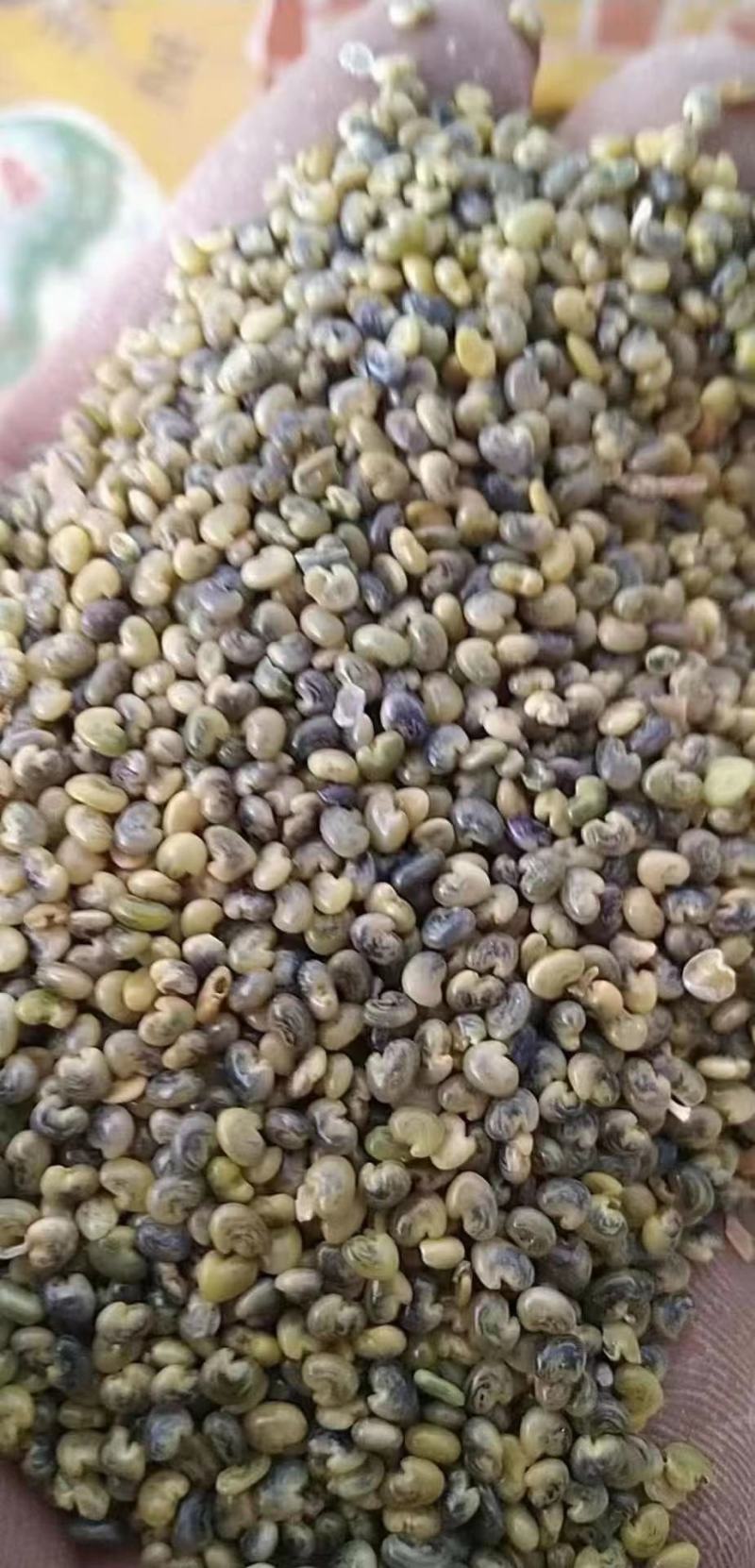猪屎豆种子太阳麻种子椭圆叶猪屎豆三圆叶猪屎豆种子护坡种