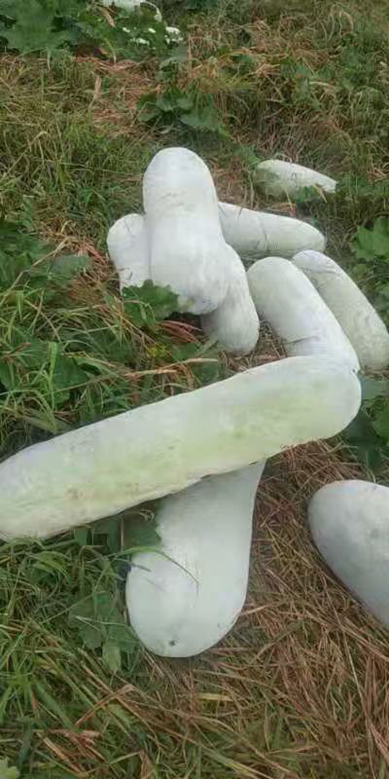 黑皮地冬瓜大量上市，加工厂，市场，需要的联系