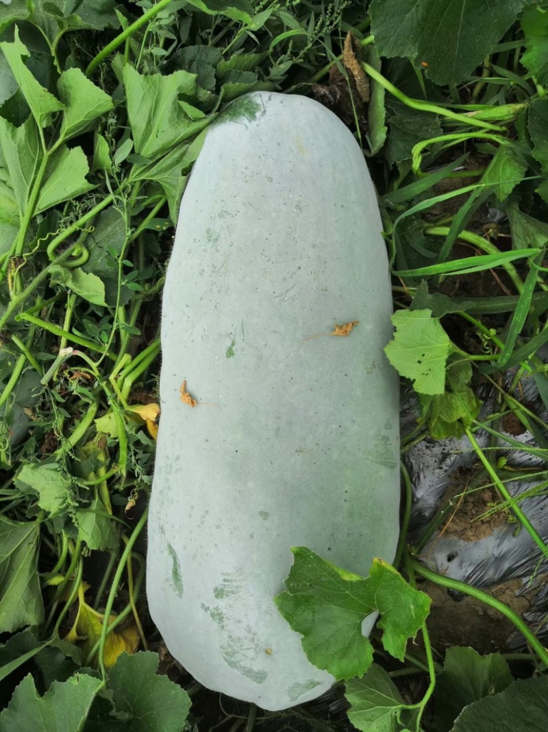 黑皮地冬瓜大量上市，加工厂，市场，需要的联系