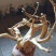 鱼缸沉木杜鹃根
