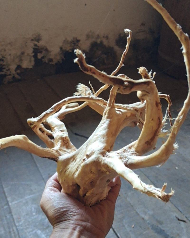 鱼缸沉木杜鹃根