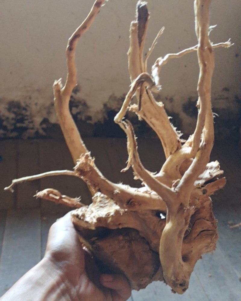 鱼缸沉木杜鹃根
