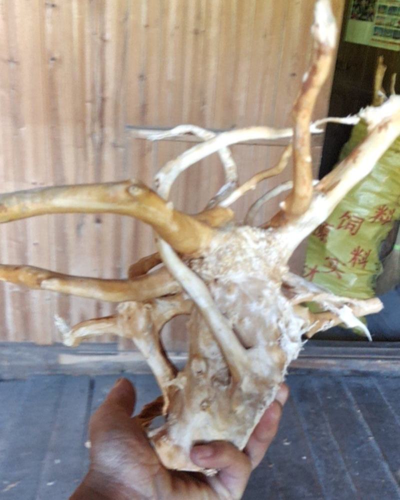 鱼缸沉木杜鹃根