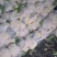 辽宁精品菜花小米松花菜大量上市中，供各大超市市场