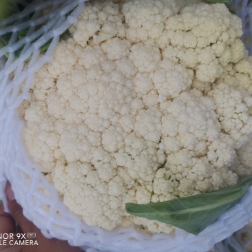 辽宁精品菜花小米松花菜大量上市中，供各大超市市场