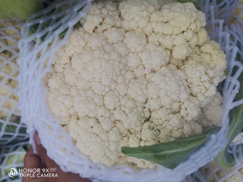 辽宁精品菜花小米松花菜大量上市中，供各大超市市场
