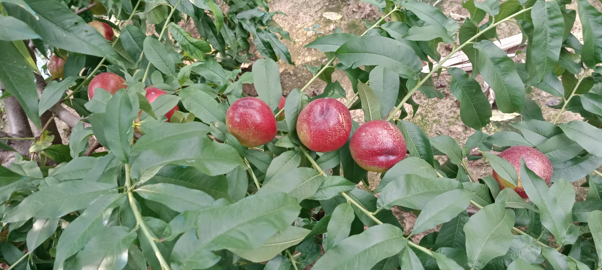 油桃与水蜜桃营养成分对比图