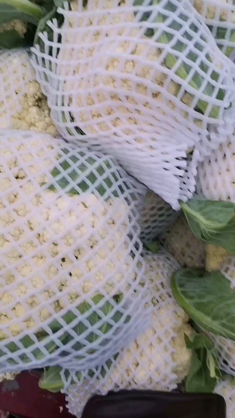 辽宁精品菜花小米松花菜大量上市中，供各大超市市场