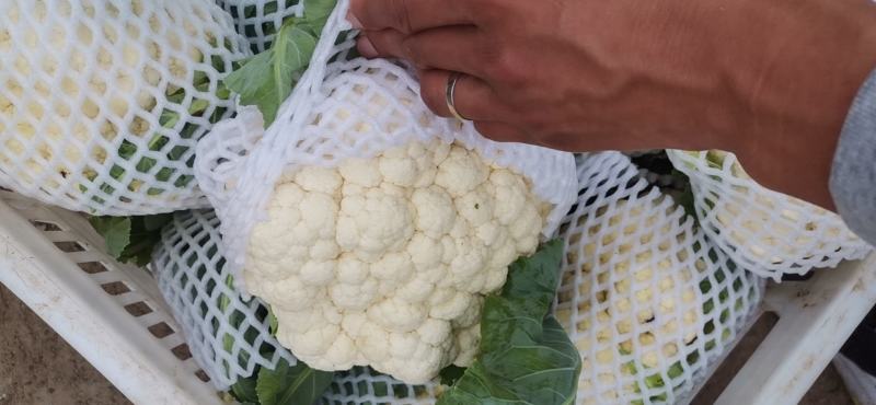 辽宁精品菜花小米松花菜大量上市中，供各大超市市场